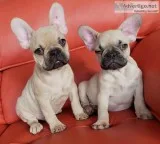 French bulldogs