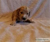 Labradoodle Puppies (F1B)