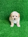 Teddy Bear Maltipoo puppies for sale