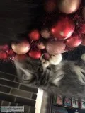 Persian kittens for sale