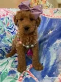 Goldendoodle