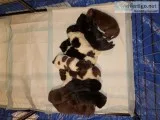 AKC Registered Newfoundland Puppies