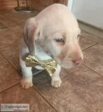 AKC Labrador Retriever Puppies