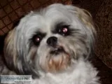 BABYSITTING TWO SHIH TZUS IN YOUR HOME