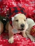 Labrador Retriever Puppies for sale