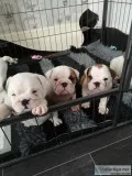 English bulldog puppies for sale