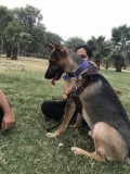 Perfect Match for My Dog  Petsmatefinder.com