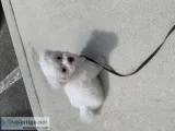 2 month old Maltese puppy