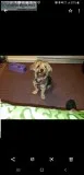 Yorkie poo