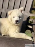 Siberian Husky puppies