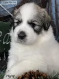 Great Pyrenees-Puppy-Male