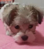 3 Adorable Schnoodle baby Girl s