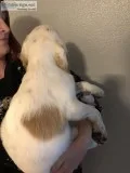 AKC English Cocker Spaniel