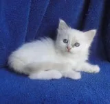 TICA Registered ragdoll Kittens for sale