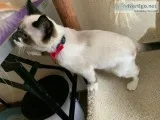 Spayed Female 4 month old Siamese