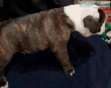 Olde English bulldogge puppies i.o.e.b.d.a