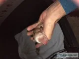 Miniature Dachshund Puppies