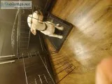 Bull terrier white female puppy
