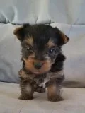 AAA Yorkies