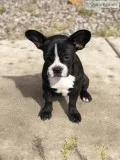 French bulldog pup
