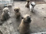 5 males Shih Tzu puppies