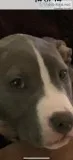 Brindle pittri w papers