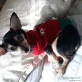 Chihuahua puppy