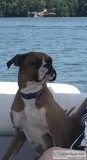 Boxer