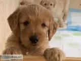 Golden doodle puppies
