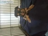 Yorkie