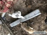 Shih TzuChihuahua mix pups