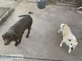 Free Dogs to good Home