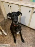 Great Danes