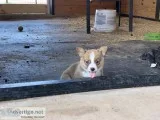 AKC Pembroke Welch Corgis