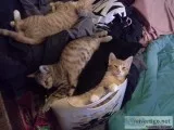 Adorable kittens need good home
