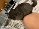 4 month old Chinchilla
