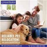 Pet Relocation to India  Pet Relocation to USA