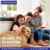 Pet Relocation to India  Pet Relocation to USA