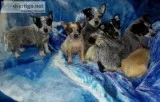 old line Queensland Heelers