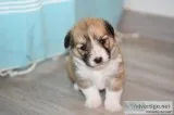 My puppy was pooping everywhere until....