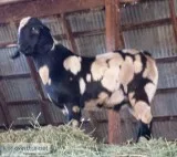 Tiger Dapple Black Boer Goat Buck