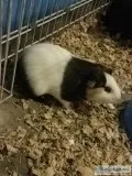 3 guinea pigs