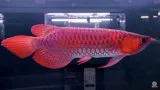 Arowana Fish