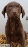 AKC Chesapeake Bay Retriever