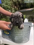 Presa Canario Puppies For Sale