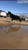 Purebred German Shepherd Puppies