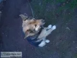 German shepherd and Australian shepherd free