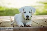 My Dog Was Pooping Everywhere Until...