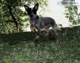toy Queensland Heeler female