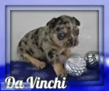 Da Vinchi AKC Male French Bulldog